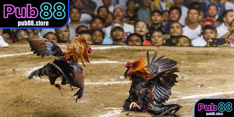 Bí Quyết Chọn Chiến Kê Trong Đá Gà Cựa Sắt