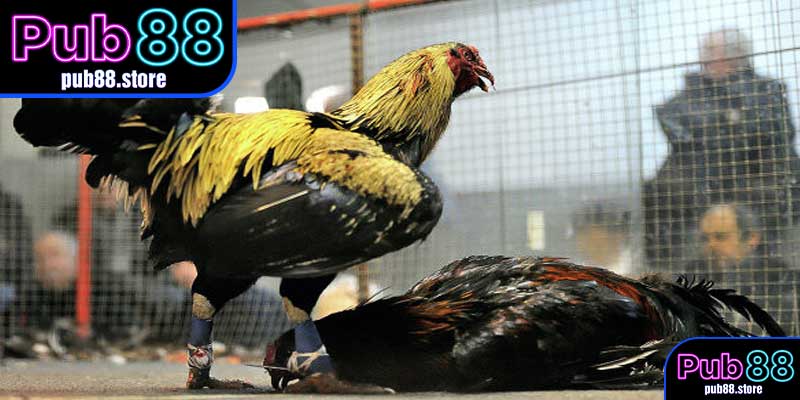 Đá Gà Cựa Sắt Là Gì?