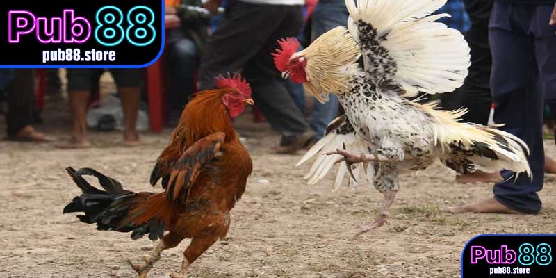 Đá Gà Cựa Sắt – Nét Đặc Trưng Gắn Với Truyền Thống Châu Á