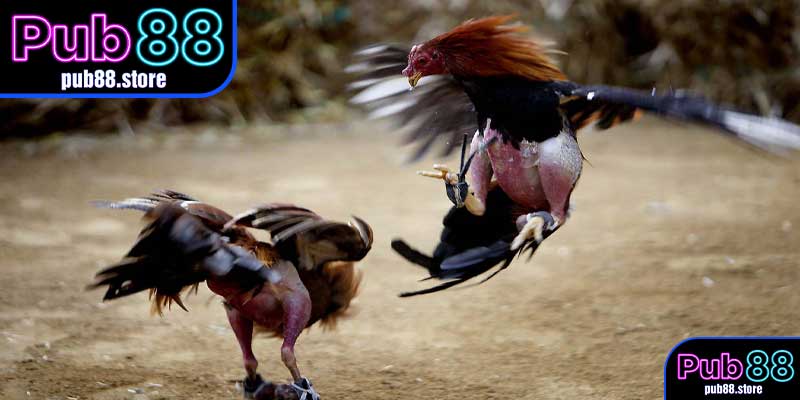 Đá Gà Cựa Sắt